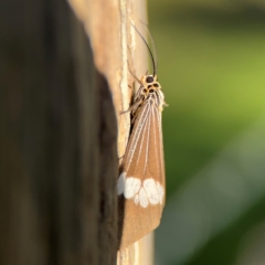 Nyctemera (genus) at Alstonville, NSW - 31 Jul 2024