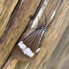 Nyctemera (genus) at Alstonville, NSW - 31 Jul 2024