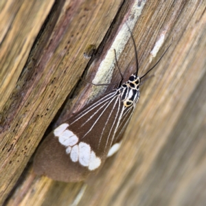 Nyctemera baulus at Alstonville, NSW - 31 Jul 2024 08:15 AM