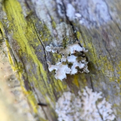 Lichen - crustose at Alstonville, NSW - 31 Jul 2024 by Hejor1