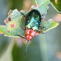 Lamprolina (genus) at Alstonville, NSW - 30 Jul 2024 by Hejor1