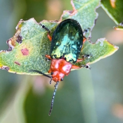 Lamprolina (genus) at Alstonville, NSW - 31 Jul 2024 by Hejor1