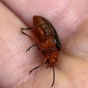 Lamprolina (genus) at Alstonville, NSW - 31 Jul 2024 08:02 AM