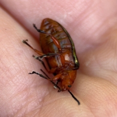 Lamprolina (genus) at Alstonville, NSW - 31 Jul 2024 08:02 AM