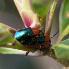 Lamprolina (genus) at Alstonville, NSW - 31 Jul 2024 08:02 AM