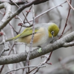 Zosterops lateralis (Silvereye) at Higgins, ACT - 23 Jul 2024 by AlisonMilton