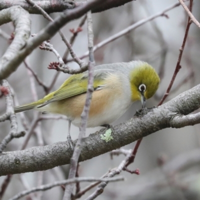 Zosterops lateralis (Silvereye) at Higgins, ACT - 23 Jul 2024 by AlisonMilton