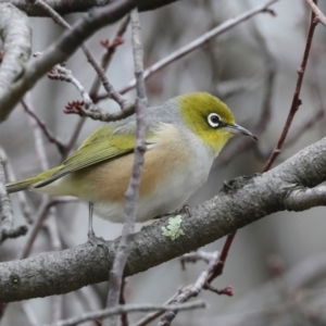 Zosterops lateralis at Higgins, ACT - 23 Jul 2024 11:58 AM