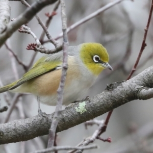 Zosterops lateralis at Higgins, ACT - 23 Jul 2024