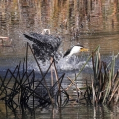 Microcarbo melanoleucos (Little Pied Cormorant) at Belconnen, ACT - 23 Jul 2024 by AlisonMilton