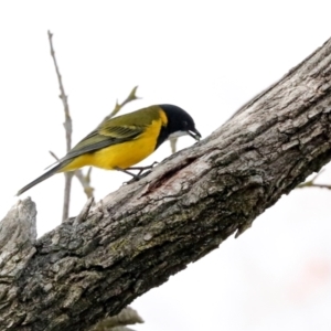 Pachycephala pectoralis at Higgins, ACT - 22 Jul 2024