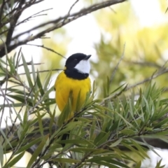 Pachycephala pectoralis at Higgins, ACT - 22 Jul 2024