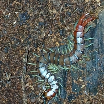 Cormocephalus aurantiipes (Orange-legged Centipede) at Watson, ACT - 31 Jul 2024 by MAX