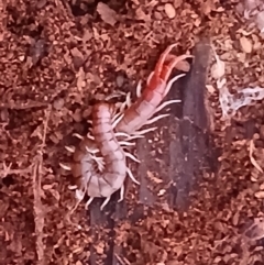 Cormocephalus aurantiipes at Watson, ACT - suppressed