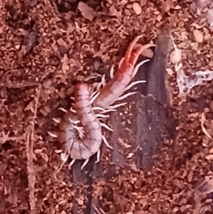 Cormocephalus aurantiipes at Watson, ACT - suppressed