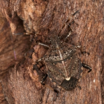 Oncocoris geniculatus (A shield bug) at Melba, ACT - 30 Jul 2024 by kasiaaus