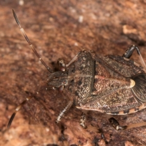 Oncocoris geniculatus at Melba, ACT - 30 Jul 2024 01:39 PM