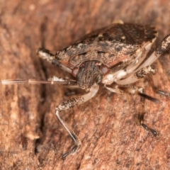 Oncocoris geniculatus at Melba, ACT - 30 Jul 2024 01:39 PM