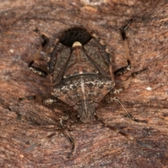 Oncocoris geniculatus at Melba, ACT - 30 Jul 2024 01:39 PM