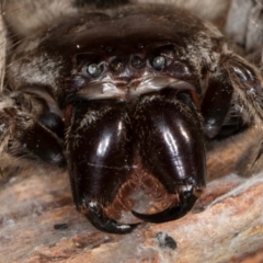 Isopeda canberrana (Canberra Huntsman Spider) at Melba, ACT - 30 Jul 2024 by kasiaaus