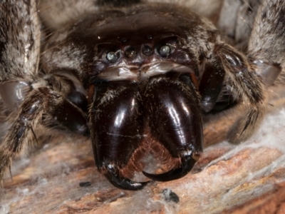 Isopeda canberrana (Canberra Huntsman Spider) at Melba, ACT - 30 Jul 2024 by kasiaaus