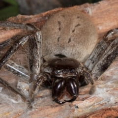 Isopeda canberrana at Melba, ACT - 30 Jul 2024