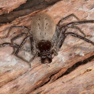 Isopeda canberrana at Melba, ACT - 30 Jul 2024 01:44 PM