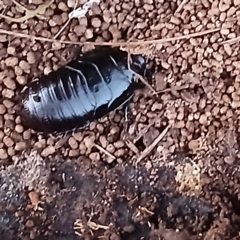 Panesthia australis (Common wood cockroach) at Watson, ACT - 6 Aug 2024 by MAX