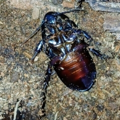 Panesthia australis at Watson, ACT - 6 Aug 2024