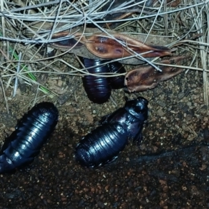 Panesthia australis at Watson, ACT - 6 Aug 2024