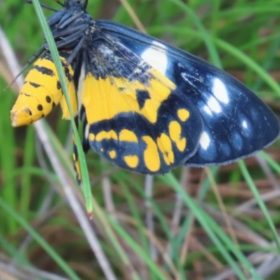 Unidentified Moth (Lepidoptera) at Shelburne, QLD - 30 Jul 2024 by lbradley