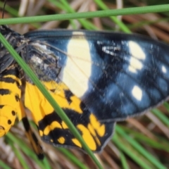 Dysphania (genus) at Shelburne, QLD - 31 Jul 2024 09:23 AM