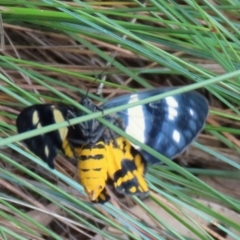 Dysphania (genus) at Shelburne, QLD - 31 Jul 2024 09:23 AM