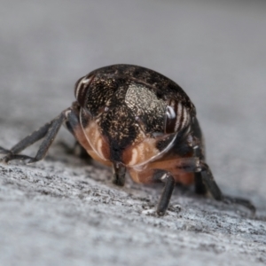 Eurypella tasmaniensis at Melba, ACT - 30 Jul 2024