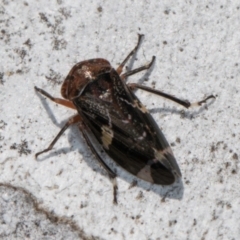 Eurypella tasmaniensis at Melba, ACT - 30 Jul 2024