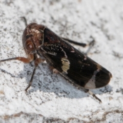 Eurypella tasmaniensis at Melba, ACT - 30 Jul 2024