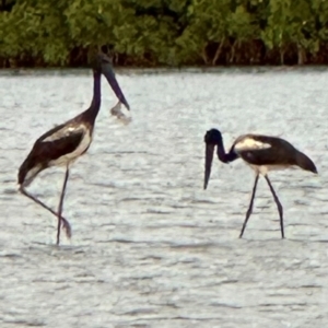 Ephippiorhynchus asiaticus at Mission River, QLD - suppressed