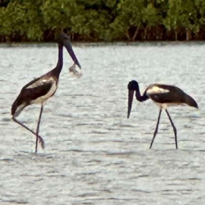 Ephippiorhynchus asiaticus (Black-necked Stork) at Mission River, QLD - 31 Jul 2024 by lbradley