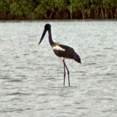 Ephippiorhynchus asiaticus at Mission River, QLD - suppressed