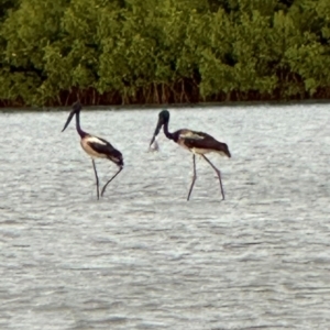 Ephippiorhynchus asiaticus at Mission River, QLD - suppressed