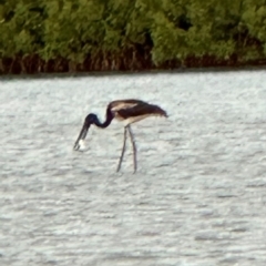 Ephippiorhynchus asiaticus at Mission River, QLD - suppressed