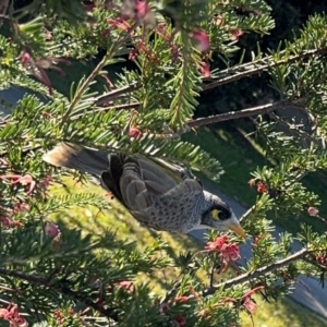 Manorina melanocephala at New Italy, NSW - 30 Jul 2024 02:15 PM