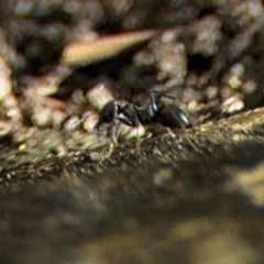 Formicidae (family) (Unidentified ant) at New Italy, NSW - 30 Jul 2024 by Hejor1