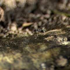 Formicidae (family) at New Italy, NSW - 30 Jul 2024 02:09 PM