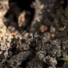 Formicidae (family) at New Italy, NSW - 30 Jul 2024