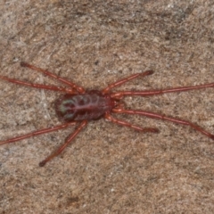 Rainbowia sp. (genus) (A mite) at Melba, ACT - 30 Jul 2024 by kasiaaus