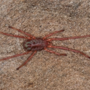 Rainbowia sp. (genus) at Melba, ACT - 30 Jul 2024