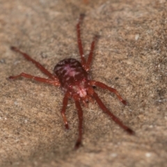 Rainbowia sp. (genus) at Melba, ACT - 30 Jul 2024