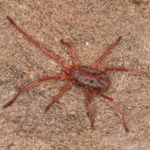 Rainbowia sp. (genus) at Melba, ACT - 30 Jul 2024