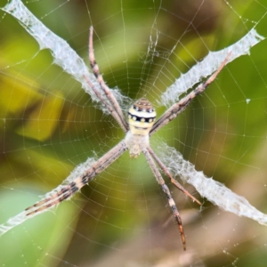 Argiope keyserlingi at New Italy, NSW - 30 Jul 2024 02:05 PM